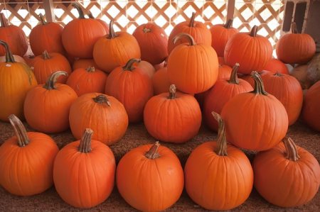 Orlando pumpkin patch